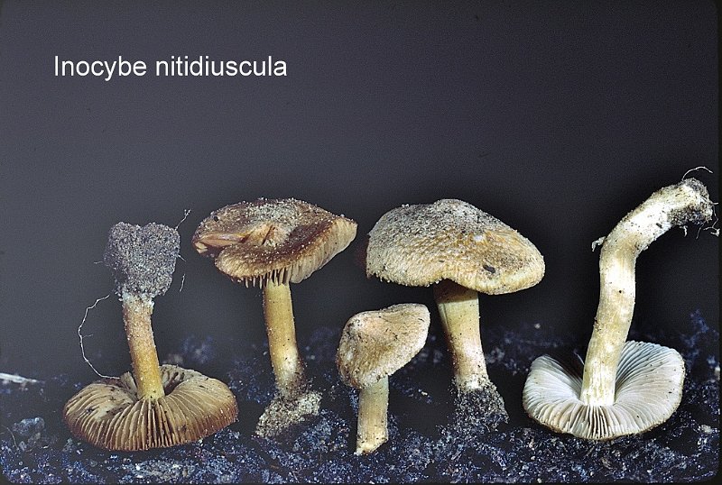 Inocybe nitidiuscula-amf1022.jpg - Inocybe nitidiuscula ; Syn: Inocybe friesii ; Non français: Inocybe de Fries, Inocybe luisant
